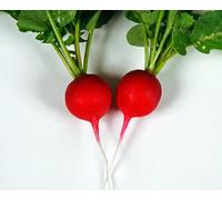 JustSeed - graines de Legumes Bio Radis Saxa 200 graines Economy Lot