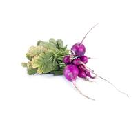 JustSeed - graines de Legumes Radis Malaga Violet 600 Seeds Economy Lot
