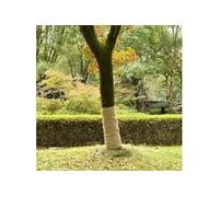 vidaXL Rouleau de jute 1 x 15 m 100 % jute 200 g/m²