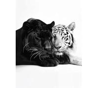 JUYIYUANFUZH Broderie Point De Croix Kit Complet Point De Croix Imprimé Diy 11CT PanthèRe Noire Et Tigre Blanc A Canevas Kit Complet Adulte DebutantLoisirs CréAtifs Adultes 40×50Cm