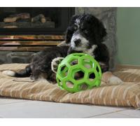 ANIMO Concept Jouet à Mâcher/Lancer Balle Gladiator en Vinyle Très Résistant pour Chien 5 Unités