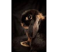 JWJQTLD Impression sur Toile，Lapin Mignon Lapin Impression Woodlands Animaux Photo Et Affiche Pépinière Bébé Douche Cadeau Wall Art Peinture Noir Et Blanc Chambre d'enfants, 40X50 Cm sans Cadre