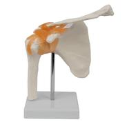 JWQFBC Modèle D'articulation de L'épaule avec Base, Aide Pédagogique, Cours de Sciences avec Ligaments, Squelette Anatomique pour étude