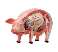 JWQFBC Modèle de Dissection de Porc Réaliste, Jouet éducatif de Biologie, Présentoir Cadeau Détachable, Aide à L'apprentissage, Modèle Scientifique pour