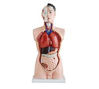 JXYQ Modèle Anatomique de Torse Masculin Humain de 85 cm, Squelette Grandeur Nature - Anatomie médicale décomposable en 19 Parties, pour Une présentation Scientifique