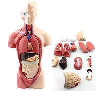 JXYQ Modèle Anatomique du Torse Humain, cœur, Cerveau, Squelette, pour l'anatomie, l'art, modèle Anatomique du Torse, y Compris Le Squelette viscéral, Outil pédagogique pour Cabinet médical