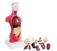 JXYQ Modèle éducatif 28 cm, modèle Anatomique Unisexe du Torse Humain, modèle d'anatomie des Organes internes viscéraux disséqué en 19 Parties, modèles médicaux