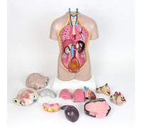 JXYQ Modèle éducatif 42 cm, modèle Anatomique du Torse Humain, modèle Anatomique des Organes internes Humains pour Outils pédagogiques, modèles médicaux
