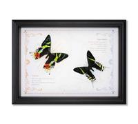 JYBBST Real Framed Butterfly Taxidermy Butterfly, Specimens Taxidermy | Butterfly In Frame Insect Collection Butterfly Shadow Box Display Wall Hanging Art Decor(C)