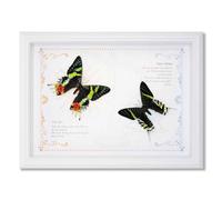 JYBBST Real Framed Butterfly Taxidermy Butterfly, Specimens Taxidermy | Butterfly In Frame Insect Collection Butterfly Shadow Box Display Wall Hanging Art Decor(A)