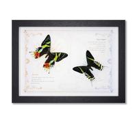 JYBBST Real Framed Butterfly Taxidermy Butterfly, Specimens Taxidermy | Butterfly In Frame Insect Collection Butterfly Shadow Box Display Wall Hanging Art Decor(D)