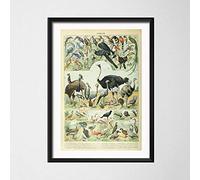 JYWDZSH Impression sur Toile Animaux Botaniques Champignons Océan Graphique Art Éducatif Peinture Soie Toile Affiche Mur Décor À La Maison, comme Indiqué, 30X40 Cm sans Cadre