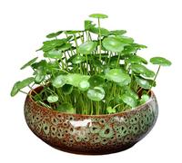 JZLEJC Planteur de Bol de Lotus en céramique Vert 8x3 Pouces, planteur hydroponique en Forme Fleur pour lys à Eau, Plantes succulentes et hydroponiques