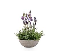 K&K Interiors, Lavande violette dans un bol gris de 33 cm.