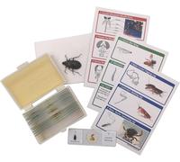 KAAQL-Lot De 12 Lames De Microscope Préparées Pour Insectes,Véritables Spécimens De Scarabée,Kit Scientifique Stem