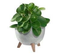 KADAX Pot de Fleurs en Plastique sur Trois Pieds, Effet Bois Élégant pour Sublimer la Décoration de Votre Maison et Jardin, Intérieur et Extérieur (Gris, 24 cm)