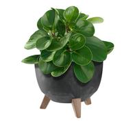 KADAX Pot de Fleurs en Plastique sur Trois Pieds, Effet Bois Élégant pour Sublimer la Décoration de Votre Maison et Jardin, Intérieur et Extérieur (Noir, 24 cm)