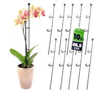 KADAX Support de Fleurs, 10 pièces, Support de Plantes en Acier, Hauteur: 50 cm, tiges de Support décoratives pour orchidées, Plantes, Plantes d'intérieur, Pot de Fleurs, Aide à l'escalade (Balle)