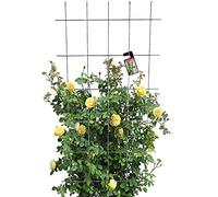 KADAX Treillis pour jardin, plantes, balcon, terrasse, treillis en métal, tuteur pour plantes grimpantes en acier, aide à l'escalade, treillis à roses, grille de plantes (75 x 150 cm)