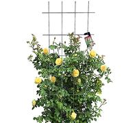 KADAX Treillis pour jardin, plantes, balcon, terrasse, treillis en métal, tuteur pour plantes grimpantes en acier, aide à l'escalade, treillis à roses, grille de plantes (60 x 150 cm)
