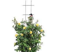 KADAX Treillis pour jardin, plantes, balcon, terrasse, treillis en métal, tuteur pour plantes grimpantes en acier, aide à l'escalade, treillis à roses, grille de plantes (30 x 150 cm)