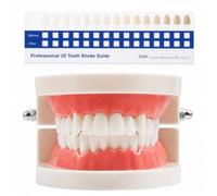 KADFEL 1 Modèle de Dents en Plastique + 1 Échelle de Couleurs en PVC pour Dentistes, Étudiants en Médecine Dentaire et Hygiénistes - Kit Pédagogique pour Étude et Pratique