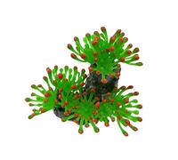 Kaeltsyn FishTanks Décoration Life Like Coral Figure Aquariums Décor FishTanks Ornement Eau Douce Eau Salée Aménagement Paysager Ornement Corail pour Paysage Accessoires