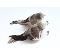 Kaemingk Décoration : Noël 12 cm Oiseau plume sur pince Lot de 2