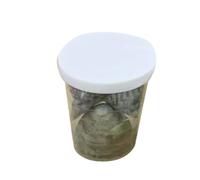 KAHDGSS Coquillages De Conques Naturels Fournitures d'art Collection Artisanale Coquillages Conque Parfaits pour L'artisanat La Décoration La Maison Et Les Projets Créatifs Composants Bijoux