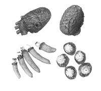 KAHDGSS Réaliste Faux PVC Cerveau Coeur Doigt Oeil Modèle Horreur Blague Jouet Halloween Décoration pour Maison Hantée Affichage Halloween Fête Accessoires