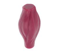 KAILIKETIY Modèle Musculaire Pédagogique Représentation Réaliste en Silicone de 1 pour Étude et Passionnés de Fitness