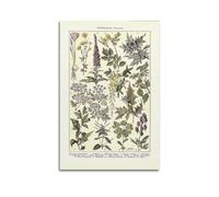 KAIPA Poster vintage de plantes sauvages - Impression sur toile - Décoration murale moderne pour chambre à coucher - 20 x 30 cm