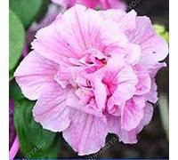 Kaki foncé: 100pcs Bonsai Petunia pétales Graines couleurs mélangées Double Petunia Hybrid Seeds avec pack professionnel jardin décoration florale kaki foncé PAR FARMERLY