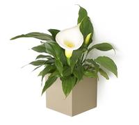 KalaMitica - Cube magnétique "Kosmos", récipient de rangement pour tableau magnétique et autres surfaces métalliques - Beige laqué avec finition mate - 9,5 x 9,5 x 9,8 cm