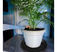 KALANKA-6Pcs Soucoupe 18cm Soucoupe Pot Fleur Noir en Plastique Plateau D'égouttement Plante Saucer pour Intérieur Extérieur Jardin(18CM)