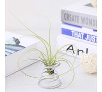 KALANKA-Air Plant Spring Wire Plateau de Table Tillandsia Holder Miniature Jardinage Décorations