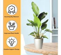 KALANKA-Lot de 8 supports pour plantes grimpantes - En métal - 10,5 cm - Doré