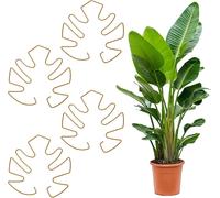 KALANKA-Monstera Lot de 4 supports de plantes ronds pour plantes grimpantes