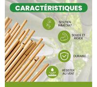 Kalanka-Tuteur Bamboo 60 Cm Pack 25 Units Ø 6-8 Mm Tuteurs Pour Plantes De Tomates, De Légumes Et D'arbres Piquets Pour Plantes De Différentes Tailles. Tiges De Bambou Résistantes