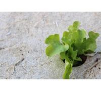 Kalanka-Voile De Paillage Naturel En Fibre De Chanvre Et Lin 5m X 0.50m Protection Des Plantes Biodégradable 100% Bio