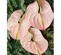 Kalash New 100 Pcs Anthurium graines de fleurs pour jardinage Lumière rose