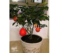 Kalash New 15 Pcs rouge graines de citron pour fruits jardinage lumière rouge 1