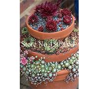 Kalash New 300 pièces de vie des graines de plantes de pierre Sempervivum pour Maroon Jardinage