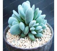 Kalash nouvelle 100 Pcs Succulent Pseudotruncatella plantes semences pour le bleu ciel