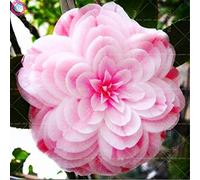 Kalash nouvelles de graines de fleurs de camélia pour jardinage Lumière rose