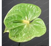 Kalash nouvelles graines de fleurs 100 Pcs Anthurium pour le jardinage écologique