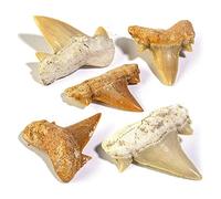 KALIFANO Lot de 5 Mini Dents de Requin préhistoriques fossilisées Authentiques du Maroc - Dent de Requin pour Collections fossiles et à des Fins éducatives (Carte d'information Incluse)
