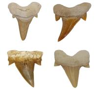 Kaltner Präsente Idée cadeau - Fossiles préhistoriques fossilisés : dents de requin naturelles non traitées (Lot de 4 pièces), 4 Stück, Pierre