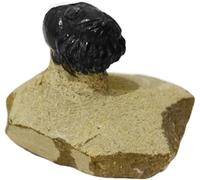 Kaltner Präsente Idée cadeau - fossiles préhistoriques fossilisés : fossiles trilobites trilobites du Maroc / Matériel pédagogique Fossiles (Ø 5 cm)