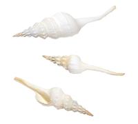 Kaltner Präsente Idée cadeau : lot de 3 escargots de mer décoratifs, coquillages, couleurs naturelles, décoration maritime, décoration d'aquarium Ø 12 cm, coquillage Fusinus Colus